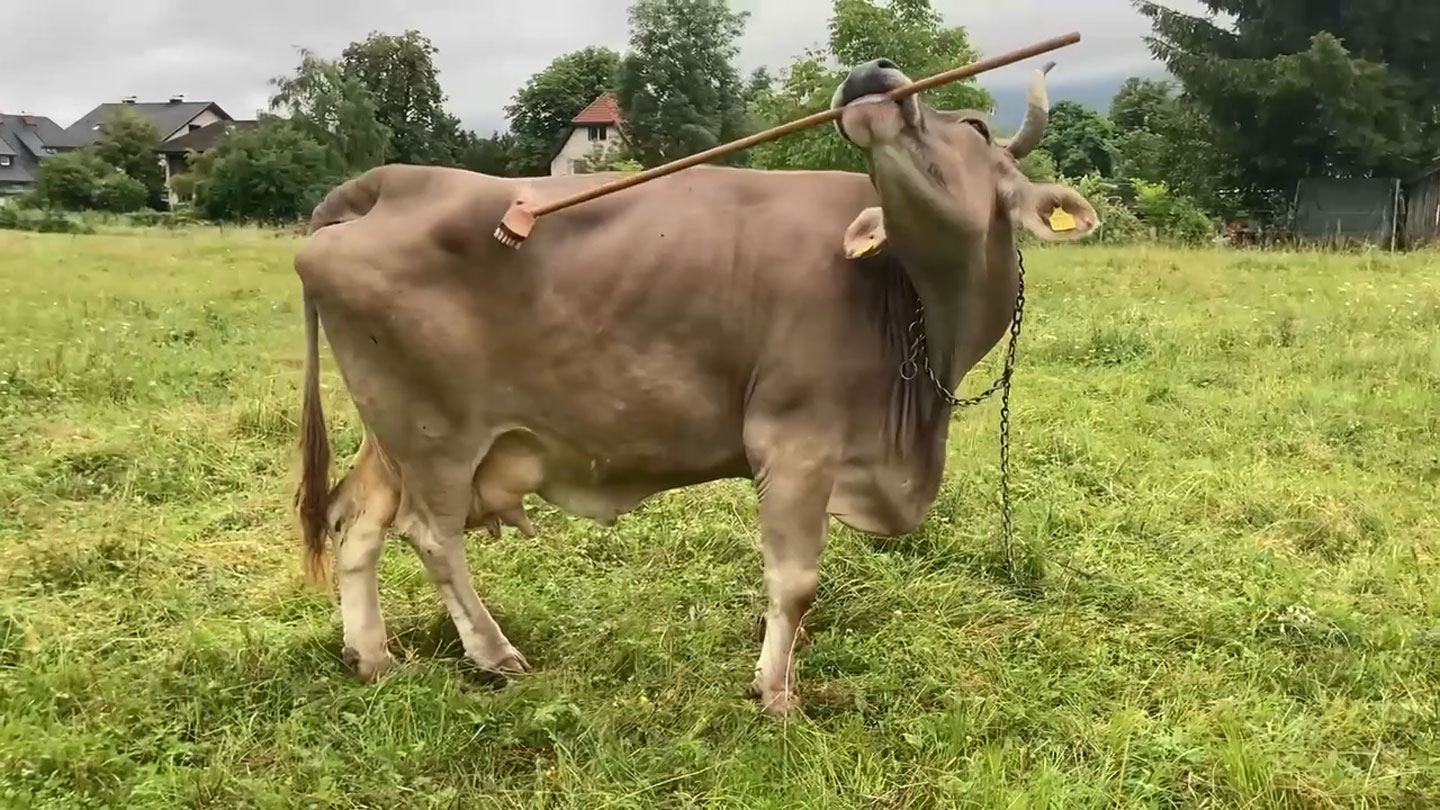 A pet Brown Swiss cow named Veronika learned to use a deck brush (shown) as a tool to scratch hard-to-reach parts of her body. A.J. Osuna-Mascaró and A.M.I. Auersperg/ Current Biology 2026