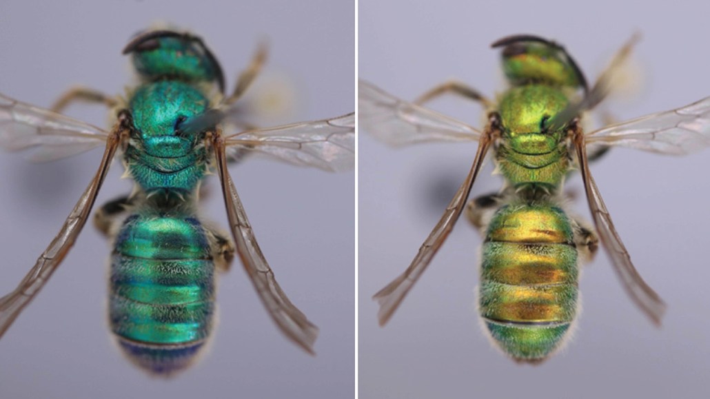 A museum specimen of the fine striped sweat bee changes color. It goes from blue-green in dry air (left) to green-copper in humid air (right). Most of the color change occurs in the first 24 hours. Jorge De La Cruz