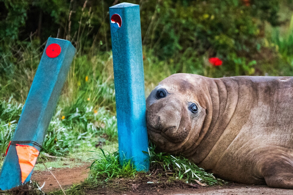 Neil, a 2,200-pound elephant seal, has returned to his birthplace on the Australian coast, causing quite a stir.