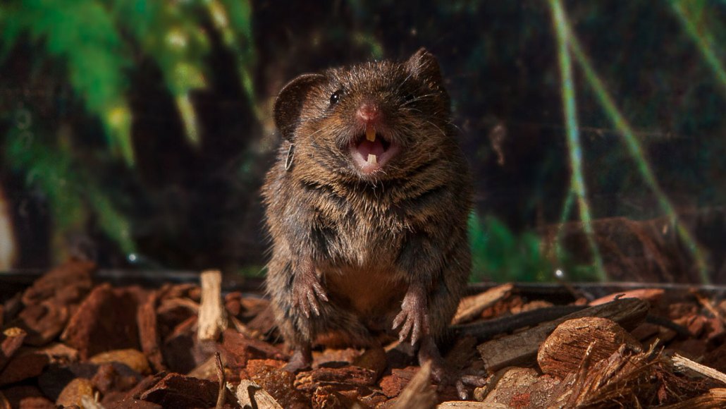 Singing mice (one shown) use inflatable sacs in their airways to create dramatic, whistling tunes. Cold Spring Harbor Laboratory