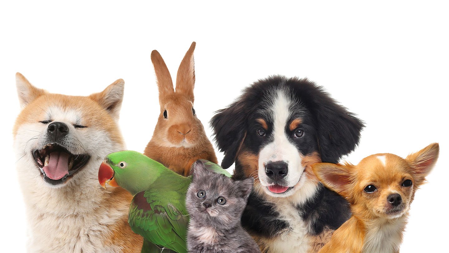 Pets are a beloved part of many households. But from the food they eat to where they came from, our pets impact the planet. Researchers have found several ways to make your pets’ environmental footprint a little lighter. Liudmila Chernetska/iStock/Getty Images Plus