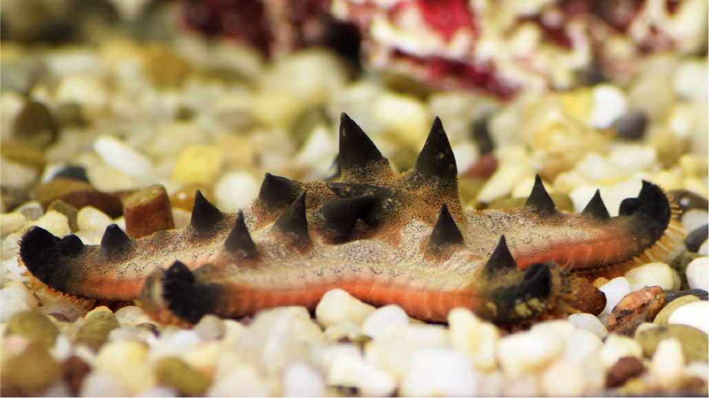 It’s easy to see how the chocolate-chip sea star got its name. But another striking feature of this sea creature is hidden in its skeleton: miniature structures that act like fiber-optic cables. L. Li