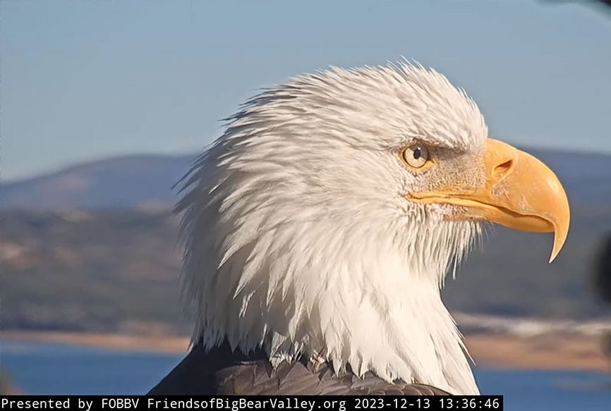 Remembering Jackie, Big Bear Valley’s Famous Bald Eagle has 42 comments.