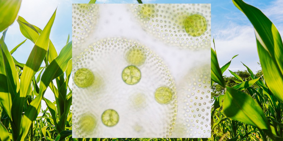 Startup Switch Bioworks hopes to use microbes to reduce demand for chemical fertilizer.