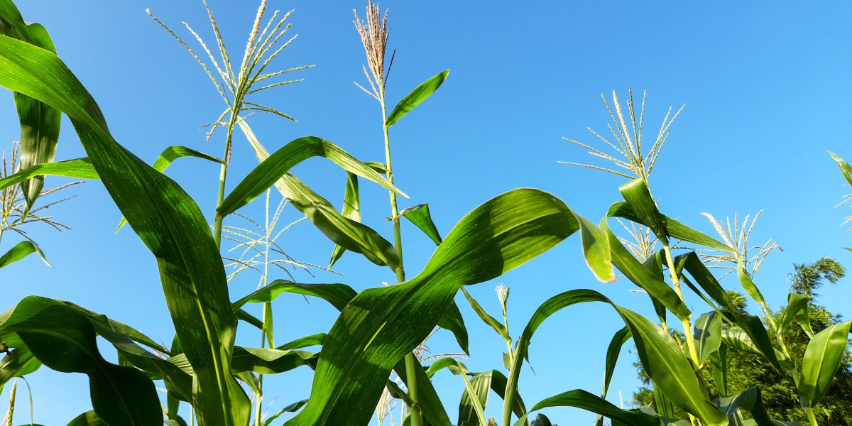Could new fertilizers help combat high prices?