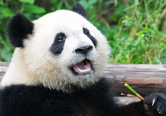 Check out ten facts about pandas here at National Geographic Kids. Learn where pandas live, what they eat, how big they grow and much more!