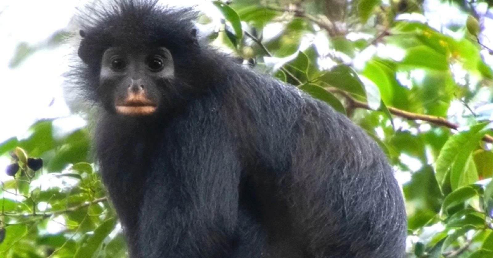 New Orange-Lipped Monkey Found In Congo has 28 comments.