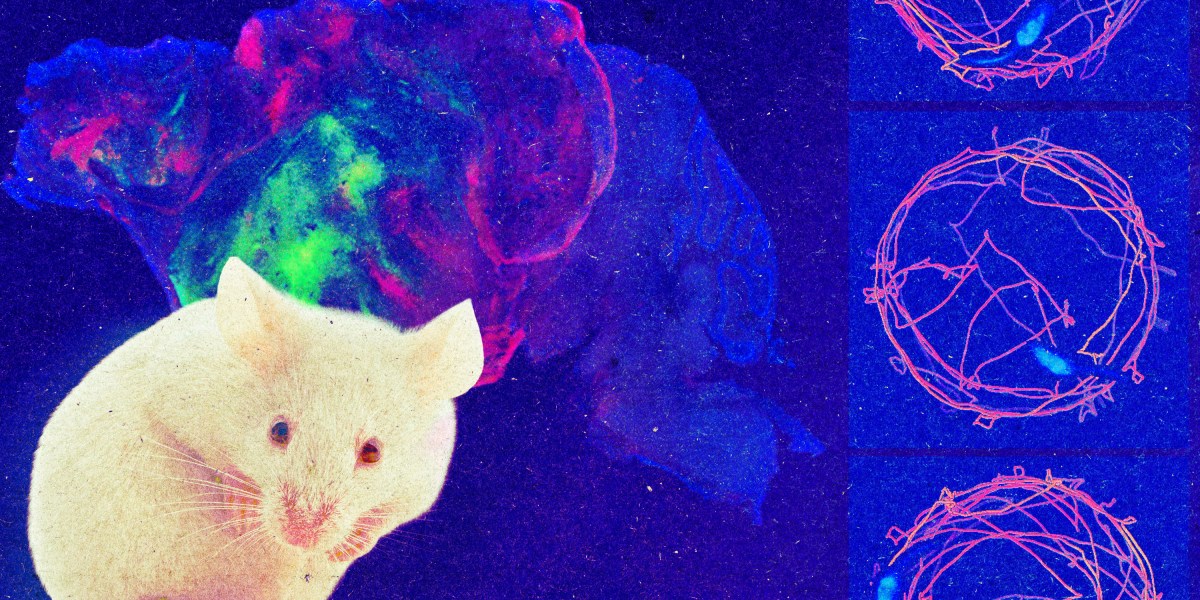 “Xenocortical mice” are a dramatic demonstration of organoid technologies