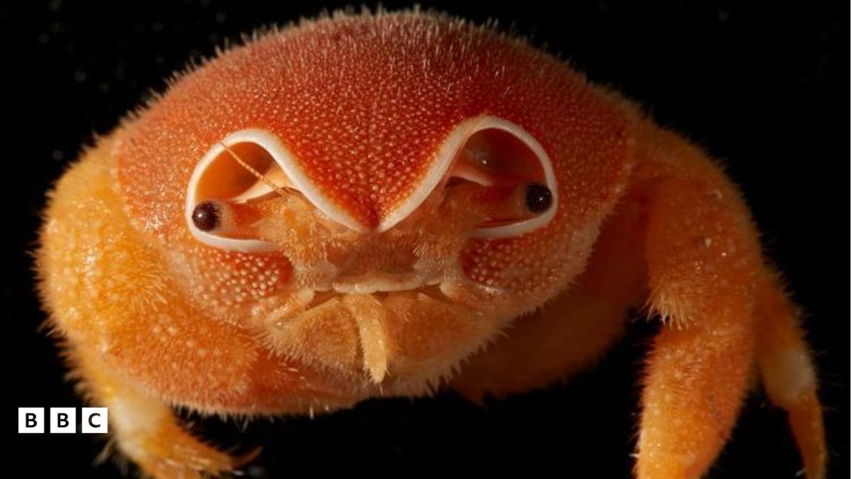 There have been lots of big animal discoveries this year, so here are five of them from around the world