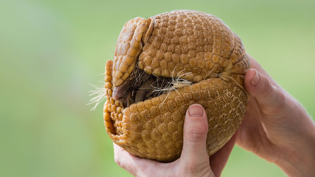 To protect itself, an armadillo (shown) can curl up so that only its armored shell is exposed. Inspired by this animal, researchers have engineered a new device that can do much the same thing. leekris/iStock/Getty Images Plus