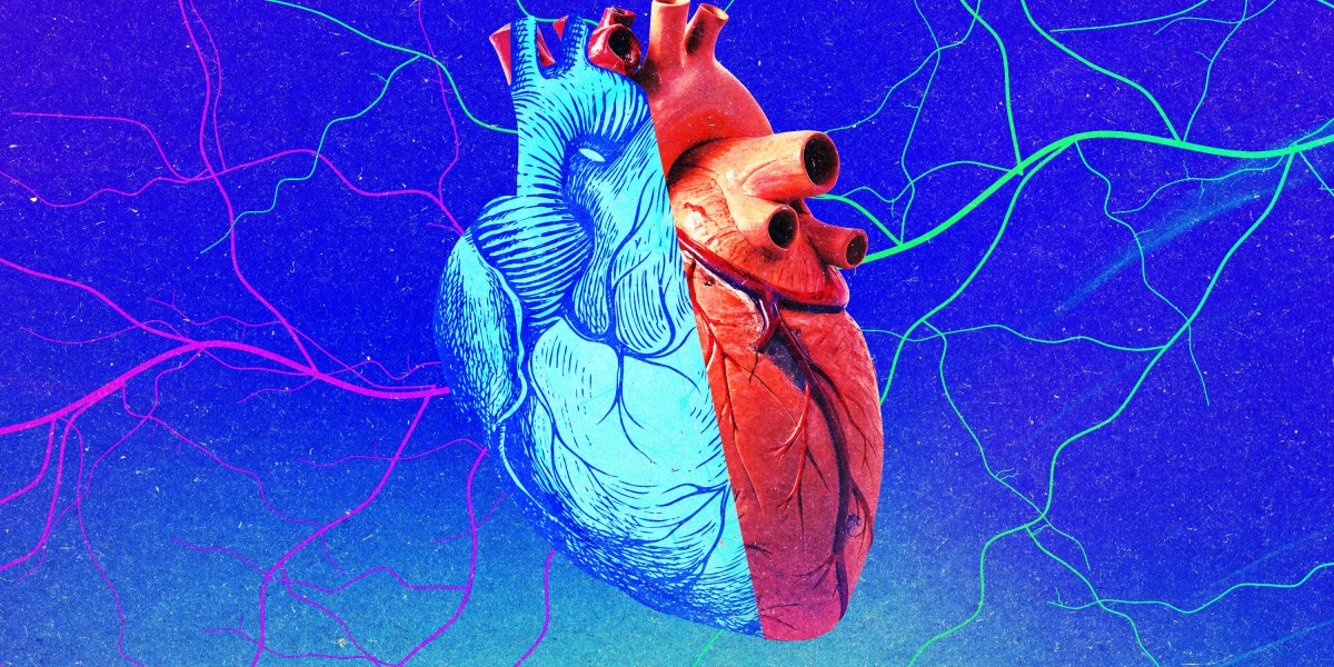 New studies pour cold water on a prominent rejuvenation idea.