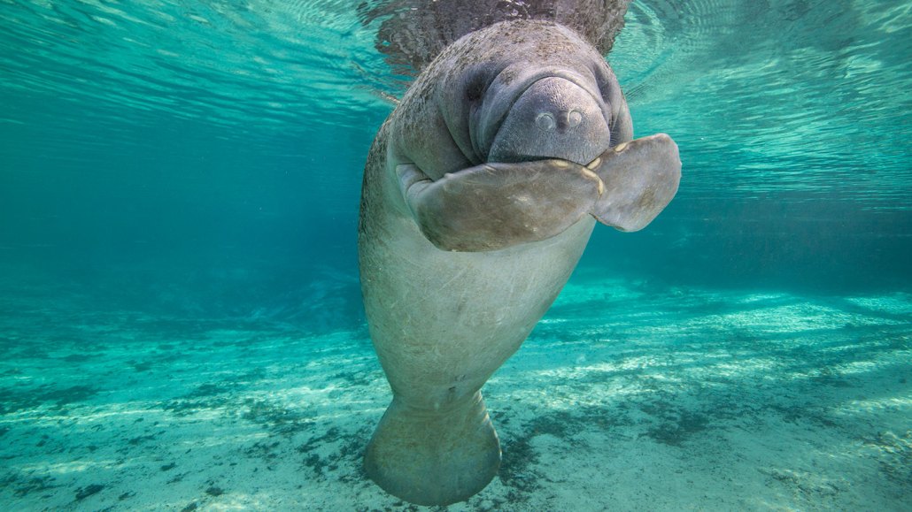 “Did I do that?” Florida manatees store gas in their guts to help them float — and may release some to dive. Gregory Sweeney/Moment/Getty Images
