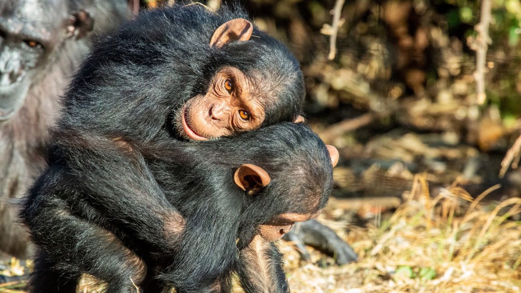 Little Jake and Little Joey embrace in a protected forested area in Zambia. Hugs like these could help these apes strengthen social bonds before stressful situations. Jake Brooker/Chimfunshi Wildlife Orphanage Trust