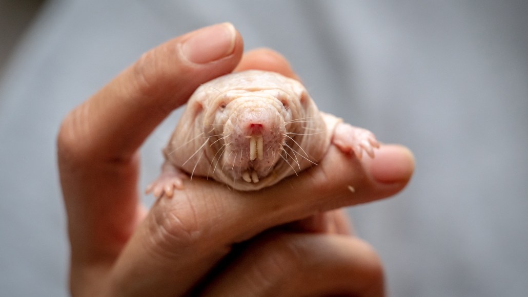 Teamwork is important for naked mole-rats, but they can be vicious fighters. Scientists recently discovered a queen keeps her colony’s members calm by emitting a special scent. John Brighenti/Flickr ( CC BY 2.0 )